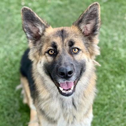 Enlarge Velma, a Adoptable mixed breed in Red Bluff, CA image 1/4