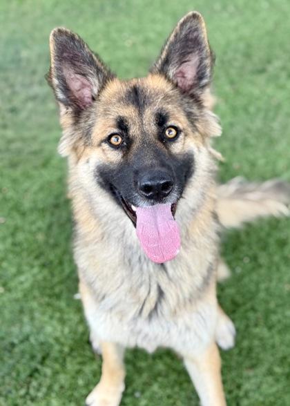 Enlarge Velma, a Adoptable mixed breed in Red Bluff, CA image 3/4