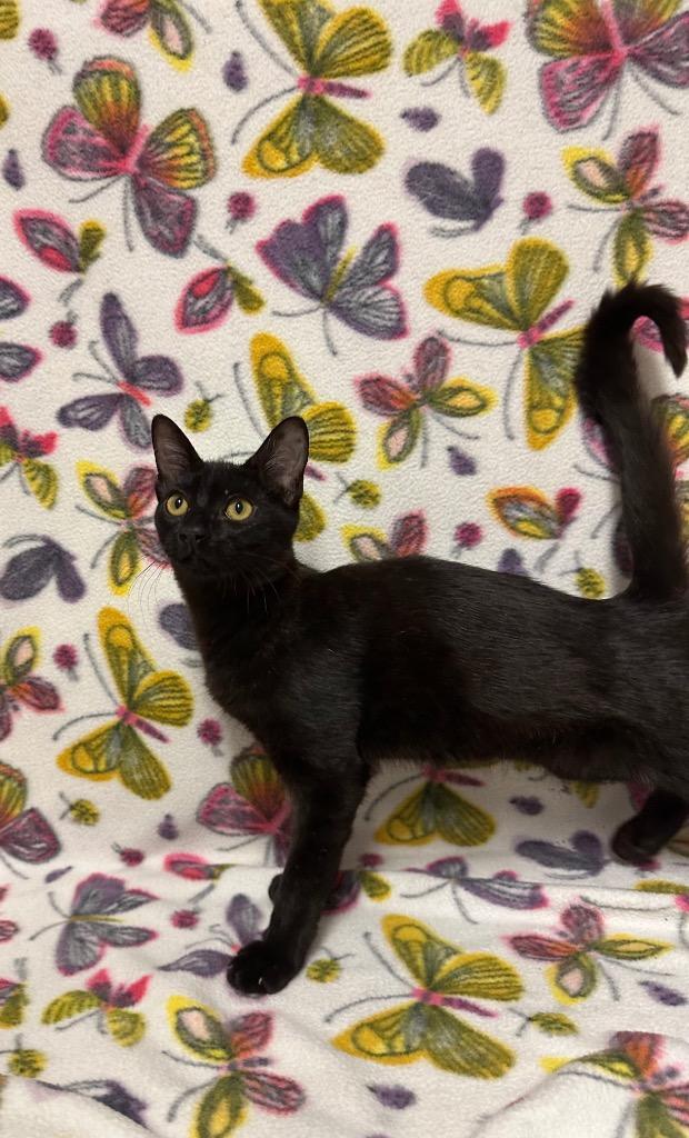 Prince Gristle, a Adoptable mixed breed in Newberg, OR image 1/2