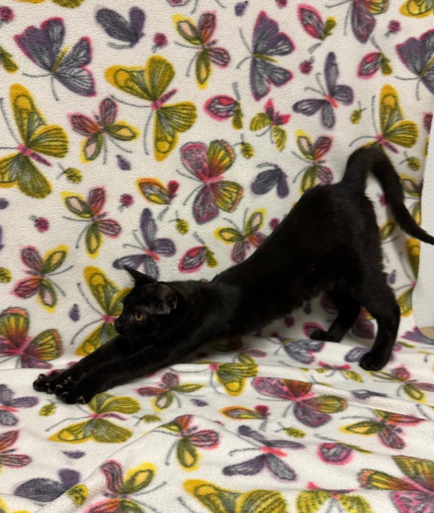 Prince Gristle, a Adoptable mixed breed in Newberg, OR image 2/2