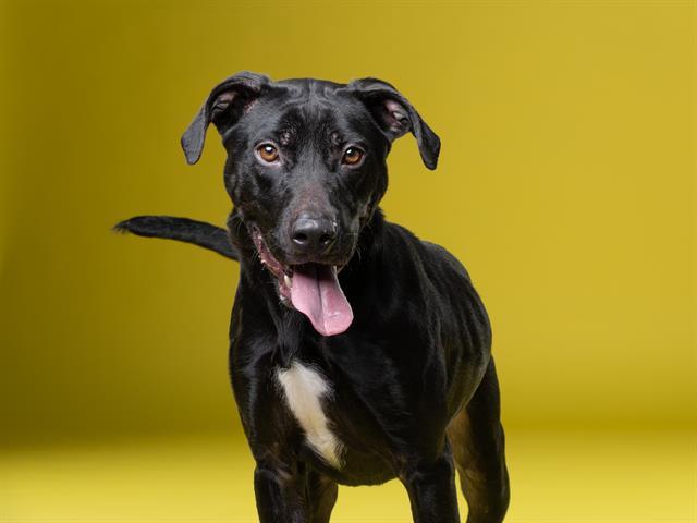 Enlarge DEEBABY, a Adoptable Labrador Retriever in Garland, TX image 1/1