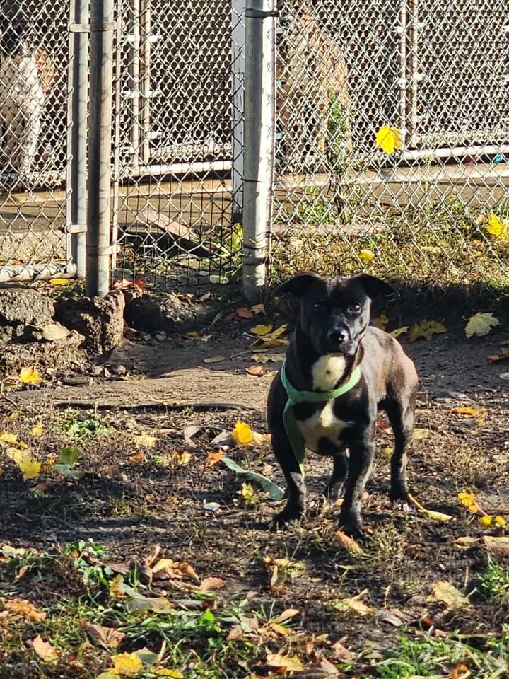 MAX MERLIN, Adoptable, Adult Male Dachshund & American Staffordshire Terrier.