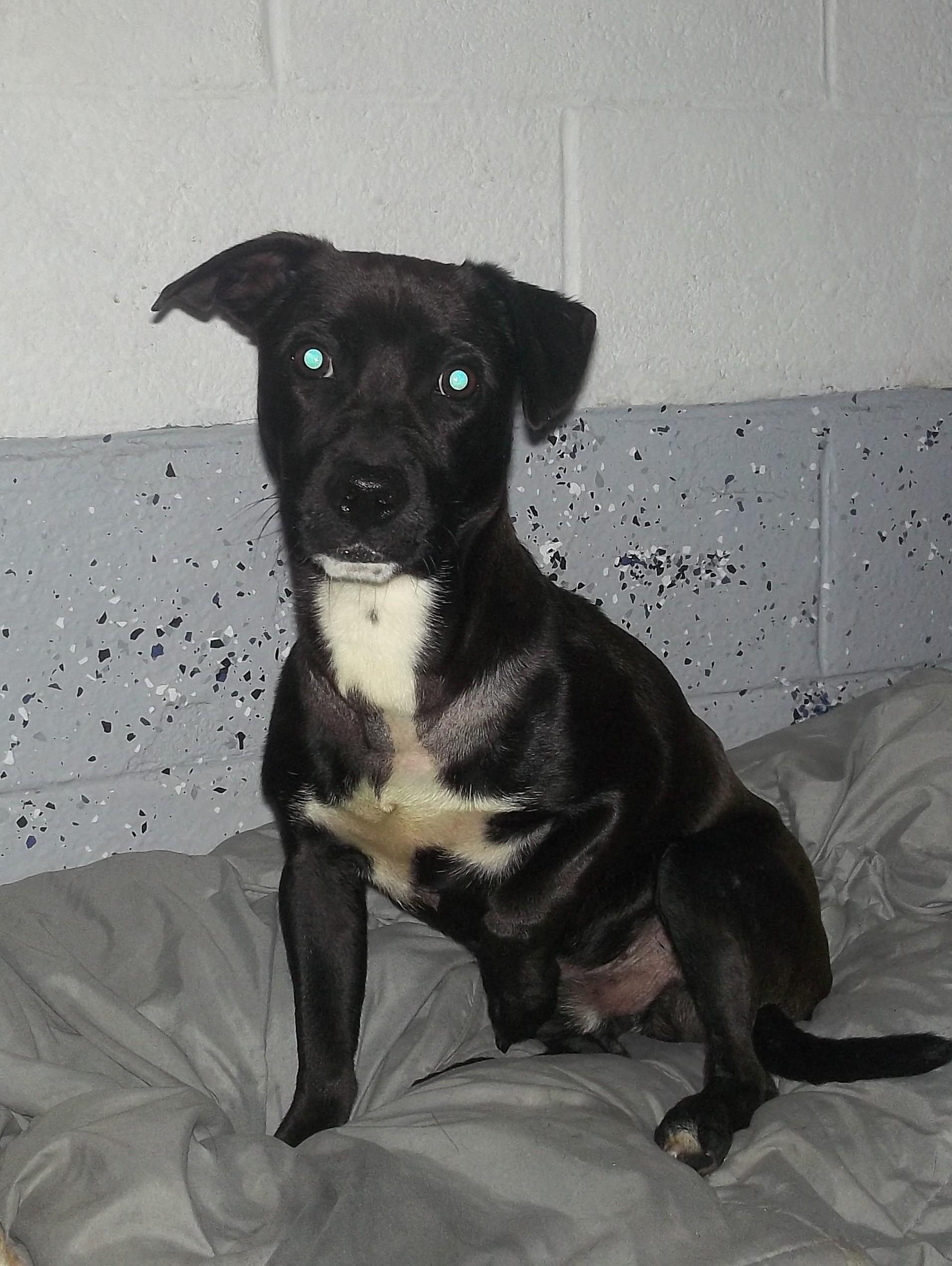 Enlarge MAX MERLIN, a Adoptable mixed breed in Reed City, MI image 3/3