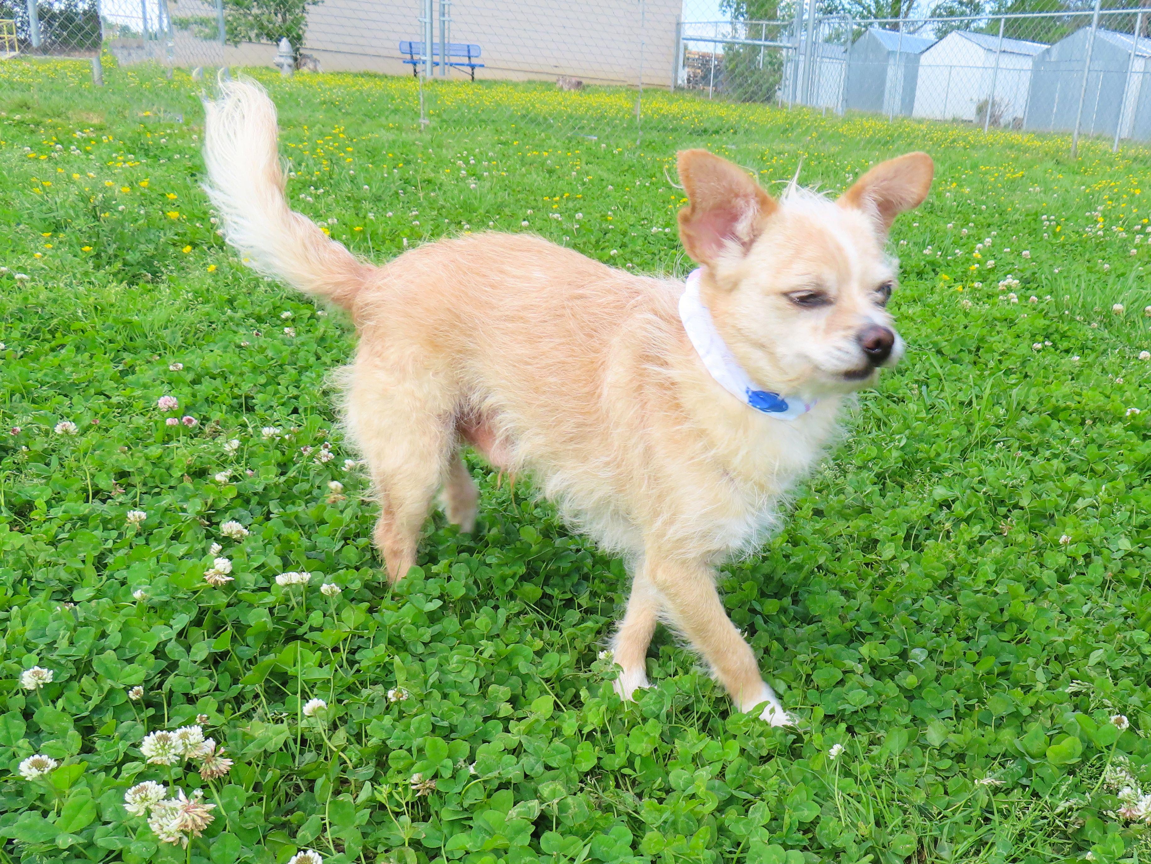 Enlarge JoJo 26C-75A, a Adoptable mixed breed in Rogers, AR image 5/5