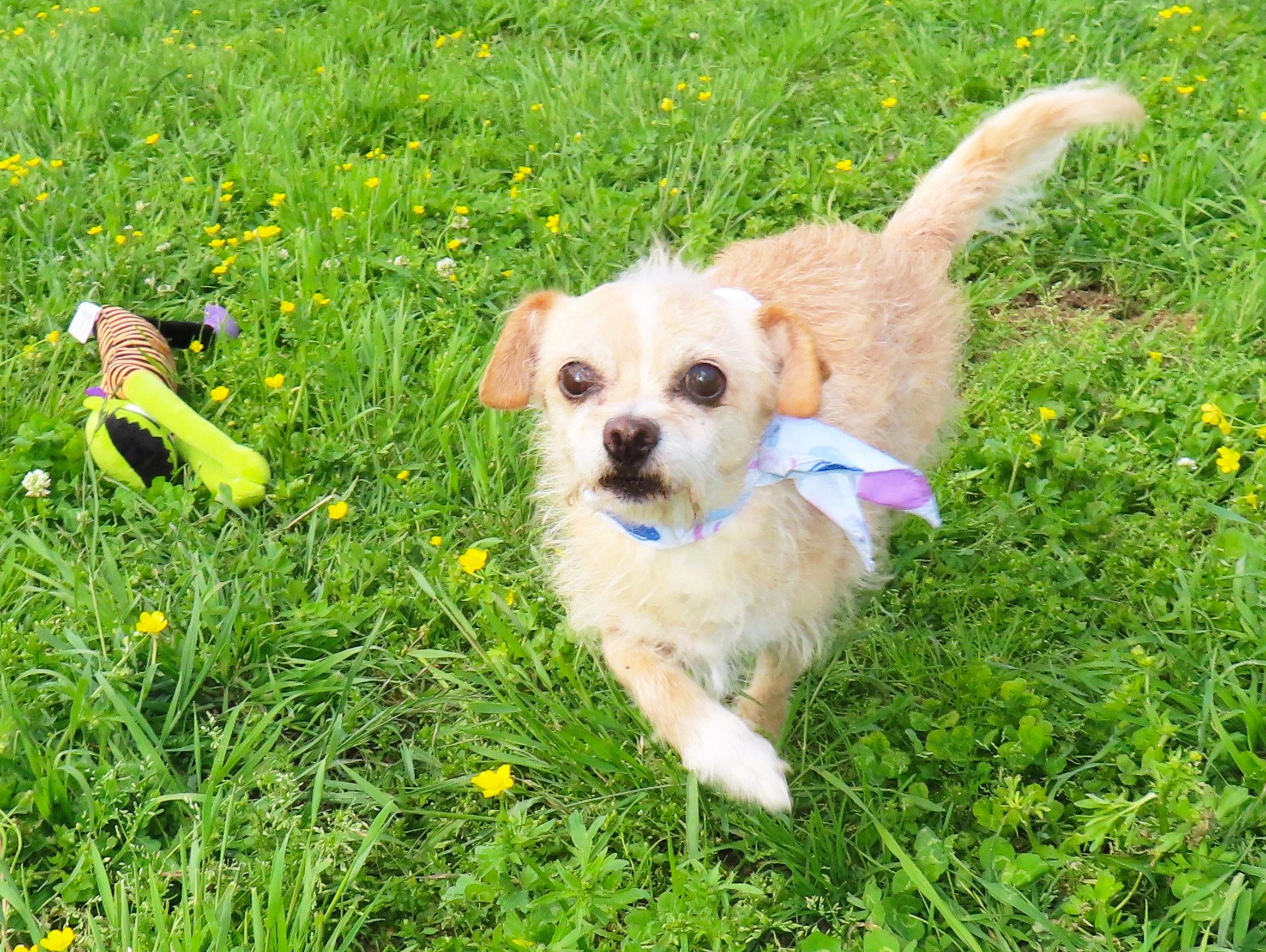 Enlarge JoJo 26C-75A, a Adoptable mixed breed in Rogers, AR image 3/5