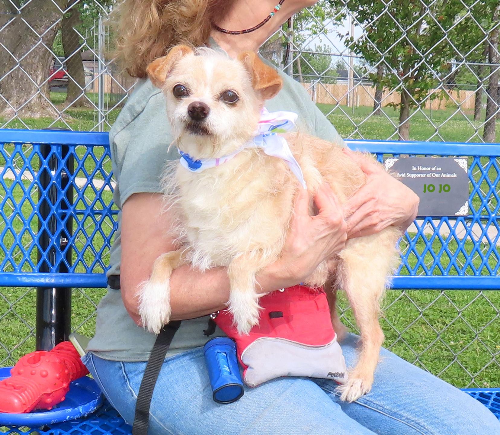Enlarge JoJo 26C-75A, a Adoptable mixed breed in Rogers, AR image 4/5
