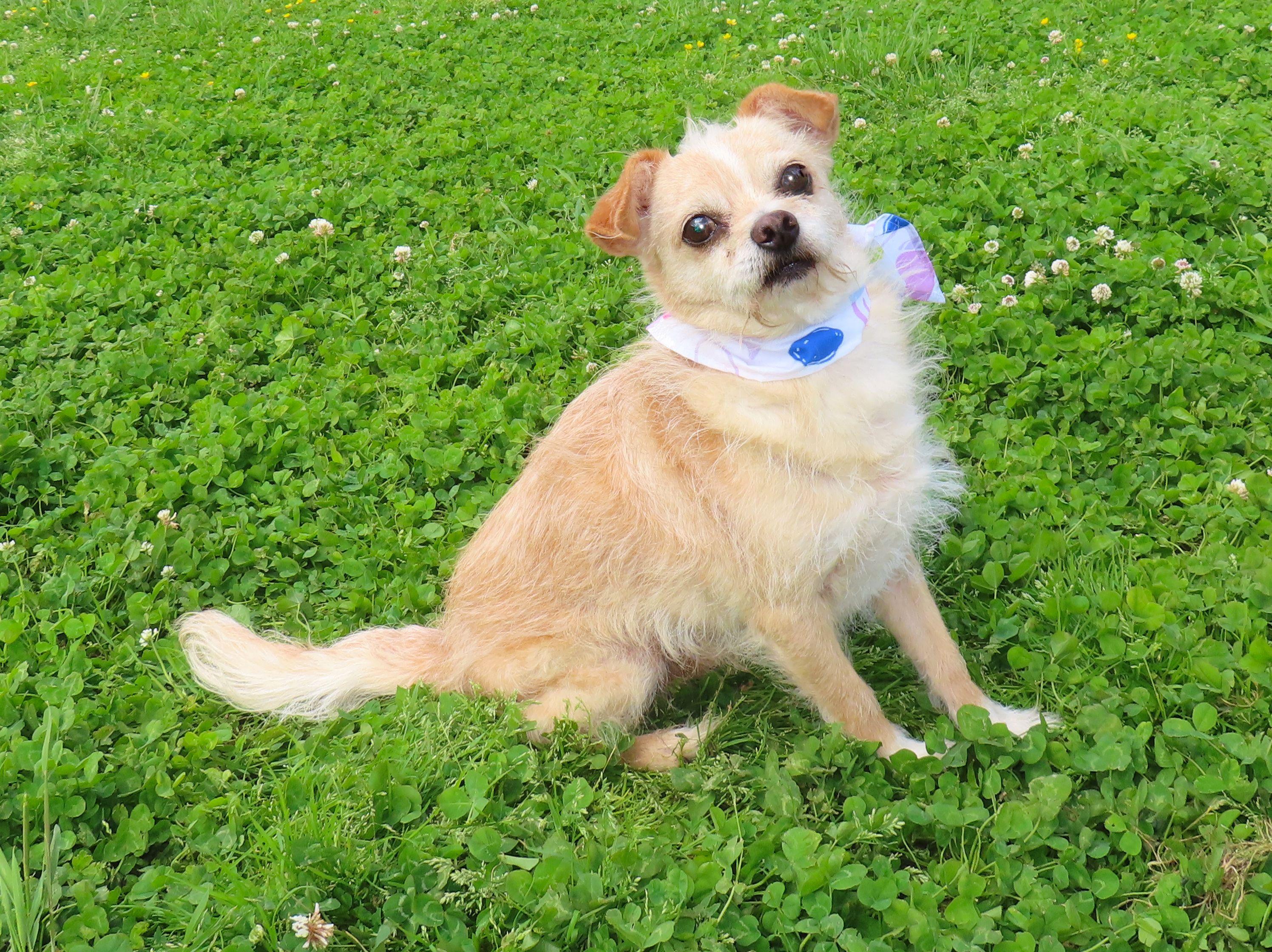 Enlarge JoJo 26C-75A, a Adoptable mixed breed in Rogers, AR image 2/5
