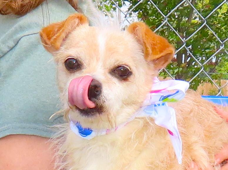 JoJo 26C-75A, Adoptable, Adult Male Wirehaired Dachshund.