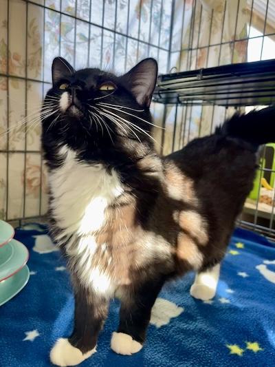 Enlarge Autumn, an adopted Tuxedo in Palmyra, VA image 1/4