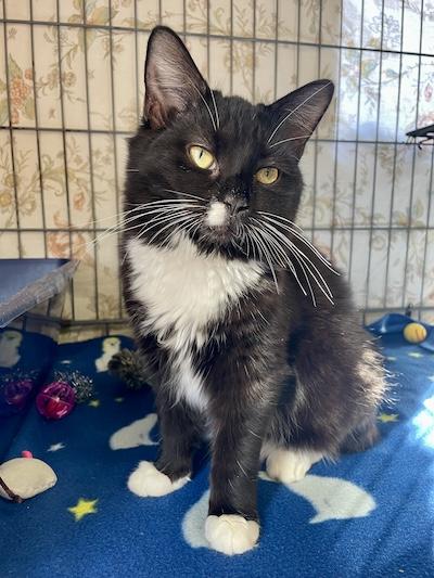 Enlarge Autumn, an adopted Tuxedo in Palmyra, VA image 2/4