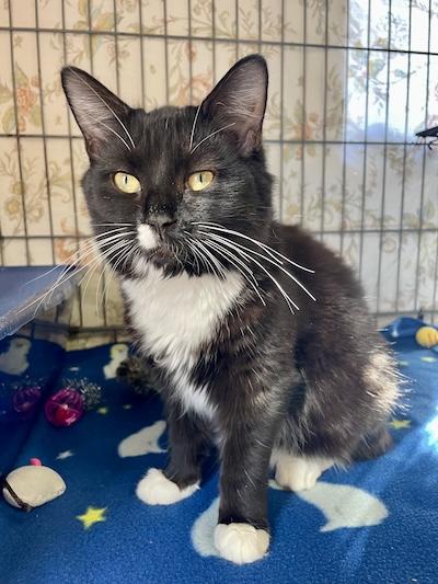 Enlarge Autumn, an adopted Tuxedo in Palmyra, VA image 3/4