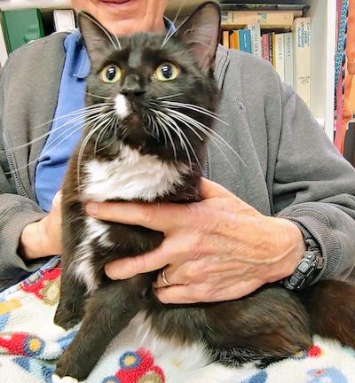 Enlarge Autumn, an adopted Tuxedo in Palmyra, VA image 4/4