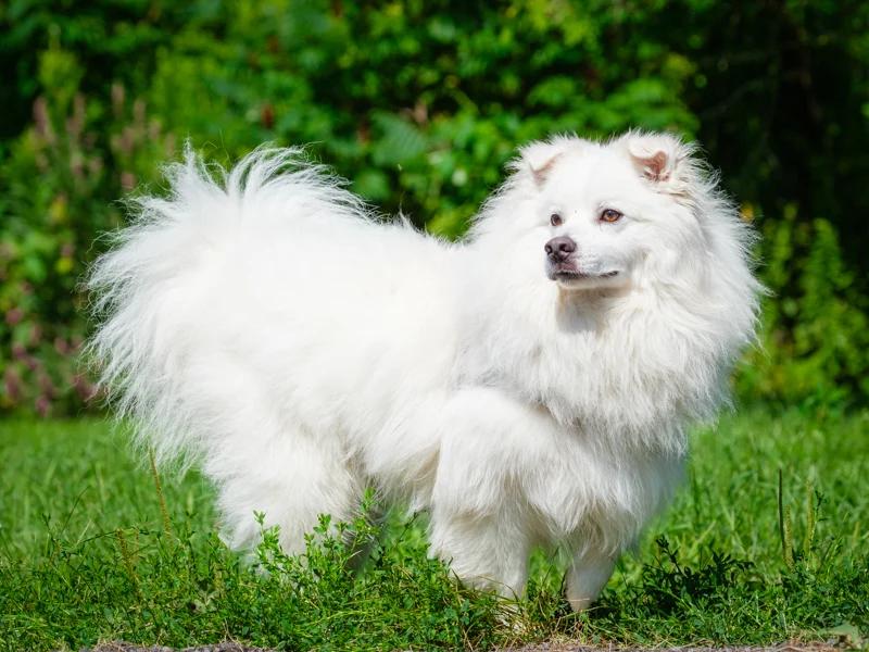 Enlarge Kemo Sabe, a Adoptable American Eskimo Dog in Pointe-Fortune, QC image 4/4
