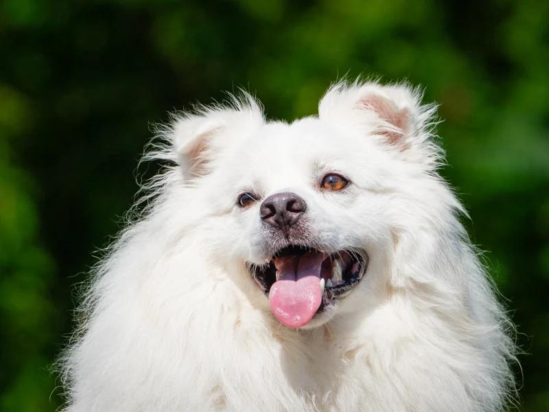 Enlarge Kemo Sabe, a Adoptable American Eskimo Dog in Pointe-Fortune, QC image 3/4