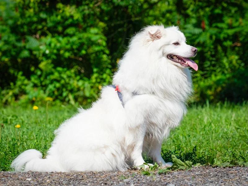 Enlarge Kemo Sabe, a Adoptable American Eskimo Dog in Pointe-Fortune, QC image 2/4