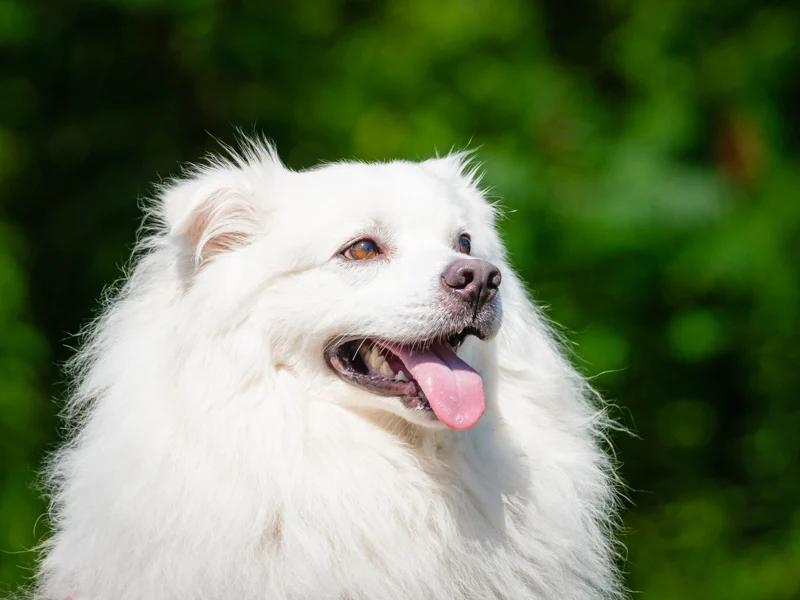 Enlarge Kemo Sabe, a Adoptable American Eskimo Dog in Pointe-Fortune, QC image 1/4