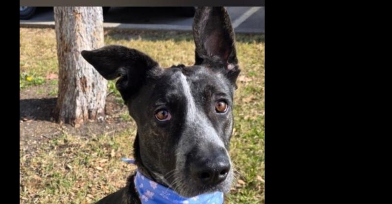 Enlarge Shadow, a Adoptable mixed breed in Dallas, TX image 1/2