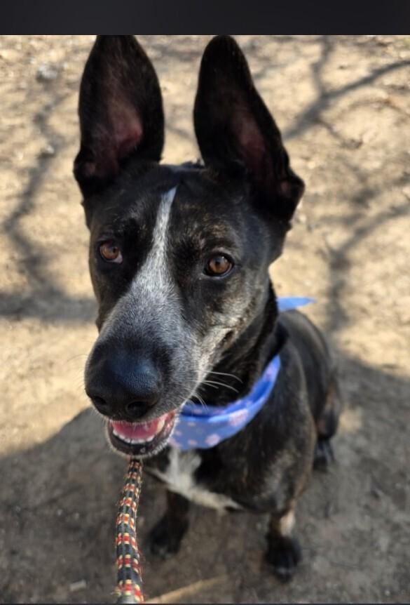 Enlarge Shadow, a Adoptable mixed breed in Dallas, TX image 2/2