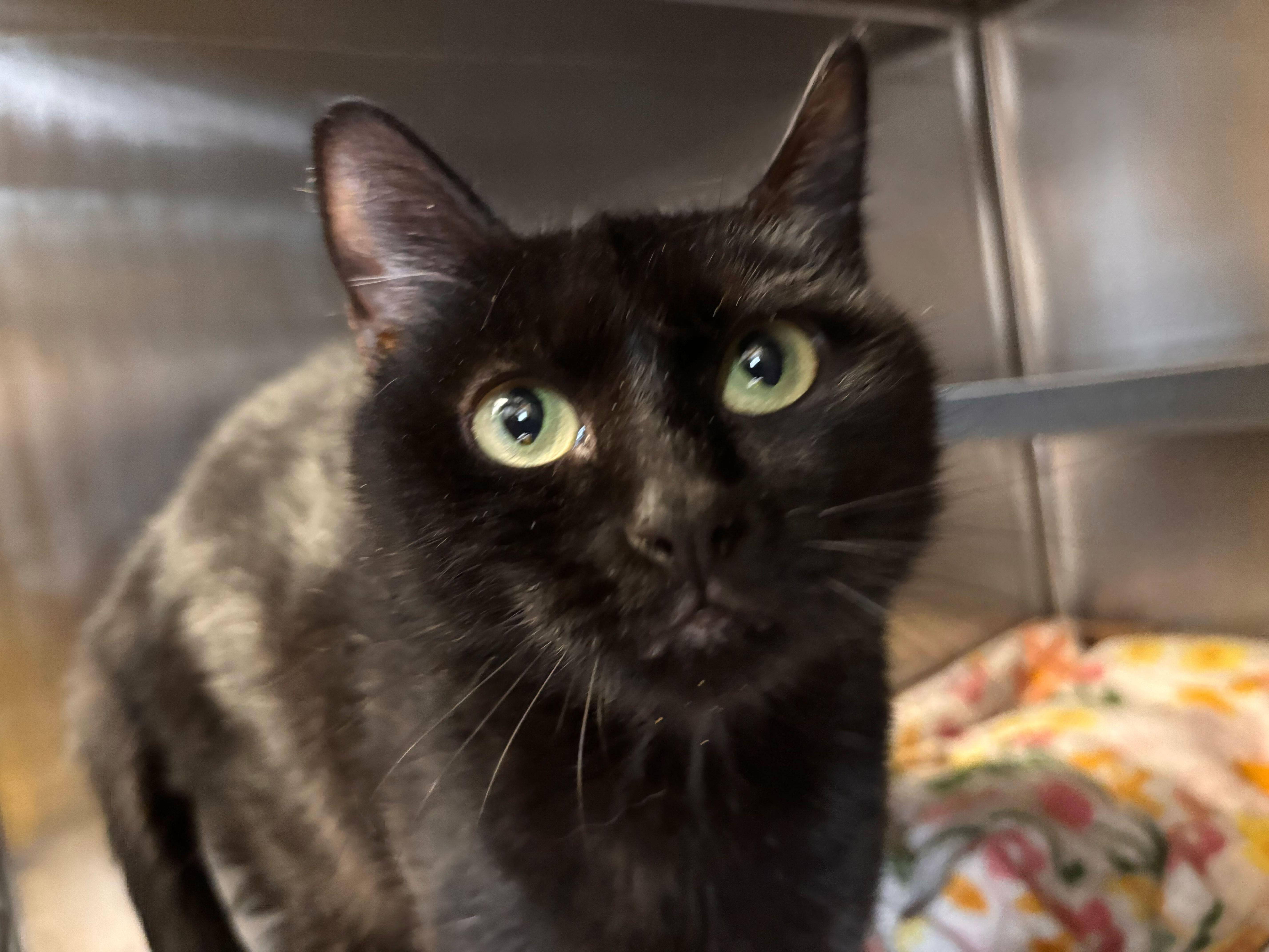 Fancy, ADOPTABLE, Adult Female Domestic Short Hair.