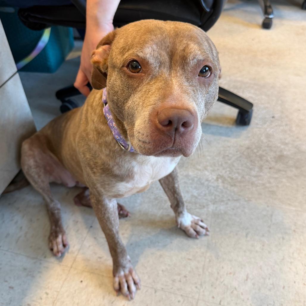 Lyla, Adoptable, Adult Female Pit Bull Terrier.