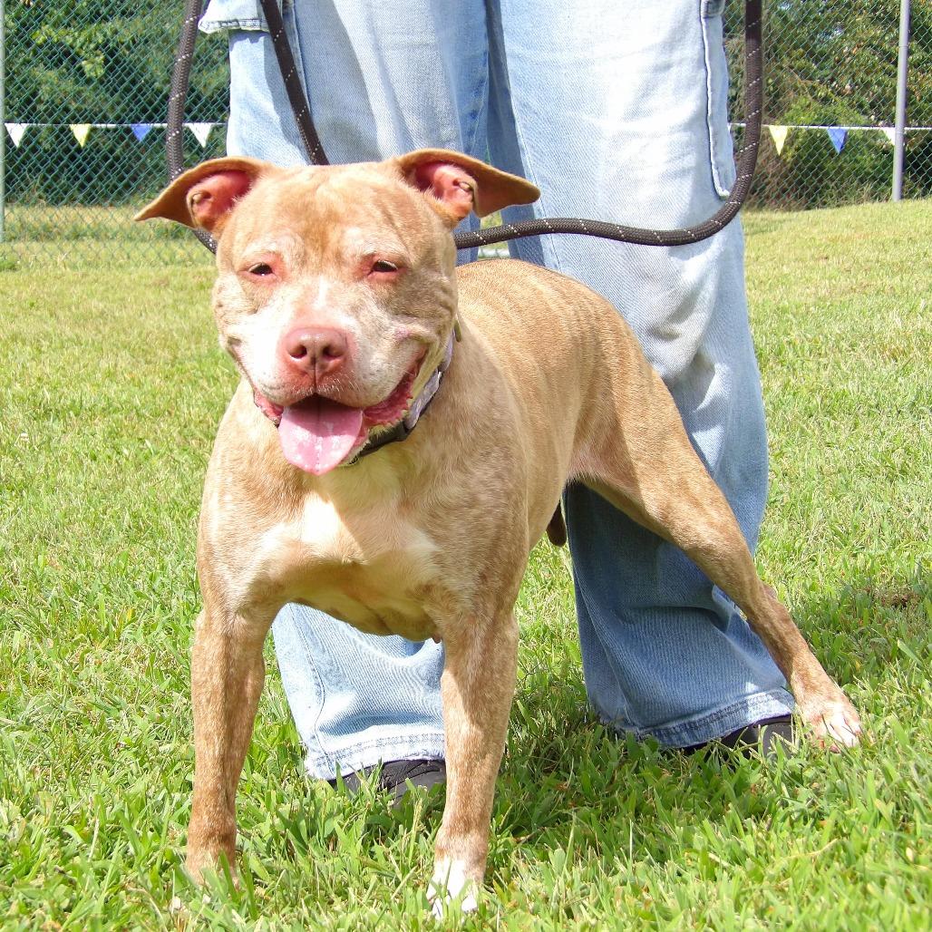 Enlarge Lyla (In Foster), a Adoptable Pit Bull Terrier in Newark, NJ image 2/6