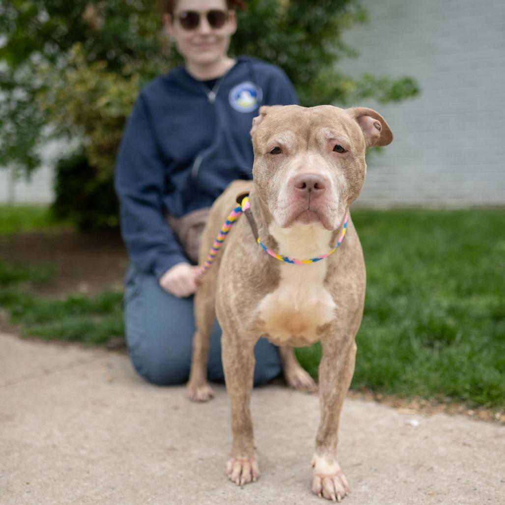 Lyla, Adoptable, Adult Female Pit Bull Terrier.
