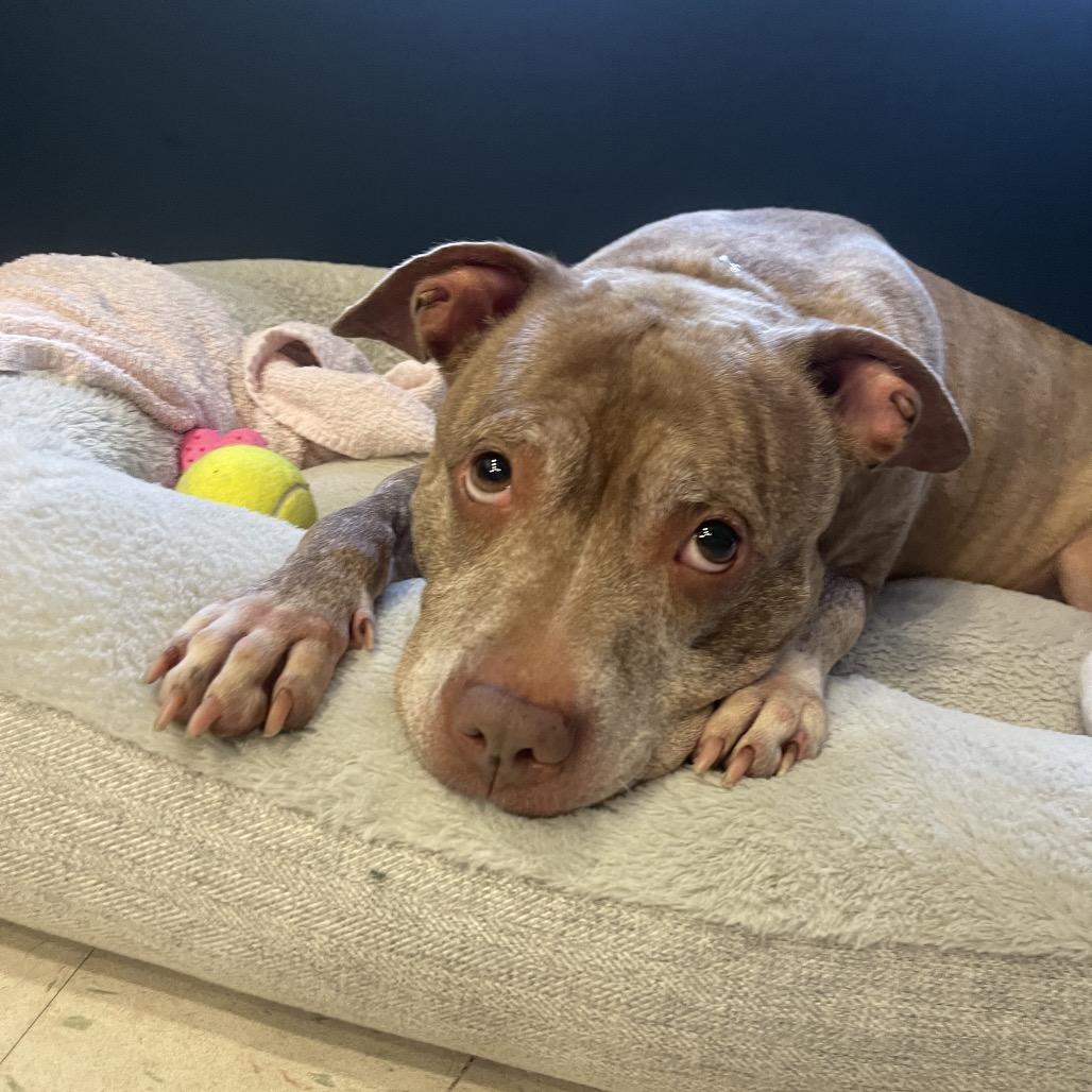 Lyla, Adoptable, Adult Female Pit Bull Terrier.