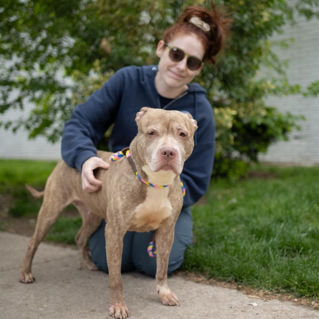 Lyla, a Adoptable Pit Bull Terrier in Newark, NJ image 2/6