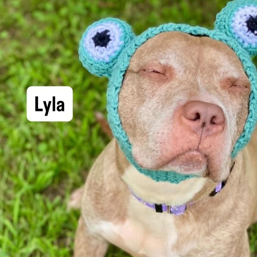 Lyla, a Adoptable Pit Bull Terrier in Newark, NJ image 3/6
