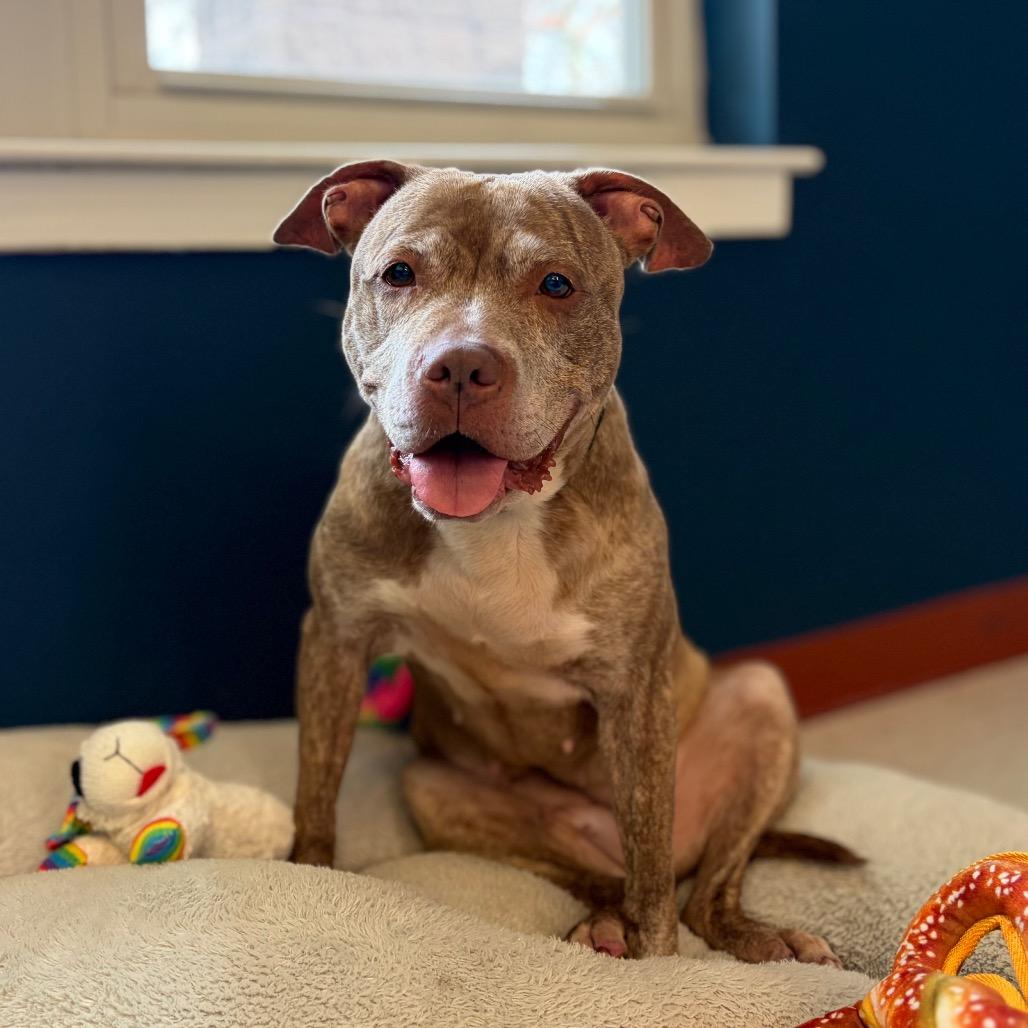 Lyla, a Adoptable Pit Bull Terrier in Newark, NJ image 2/6