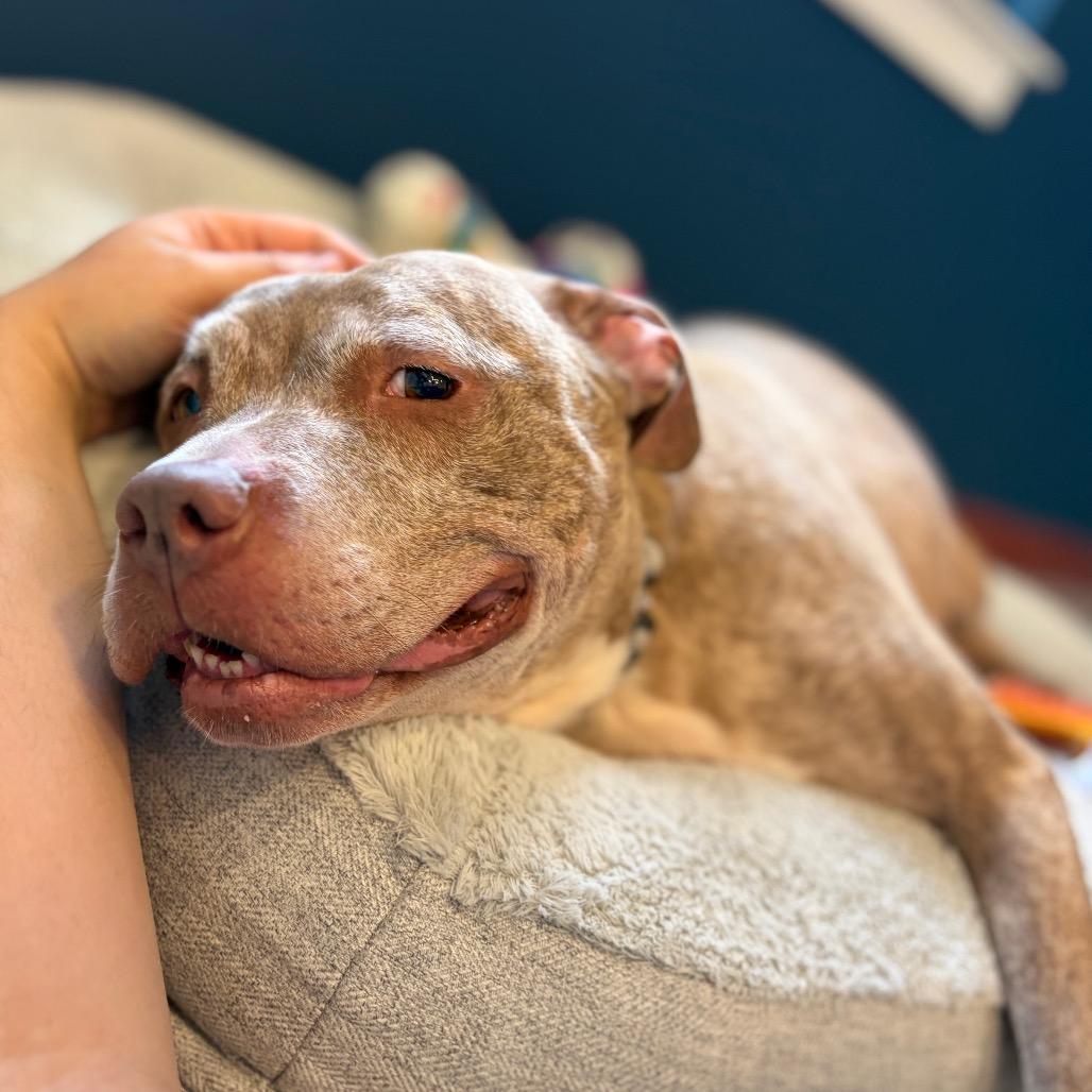 Lyla, a Adoptable Pit Bull Terrier in Newark, NJ image 3/6