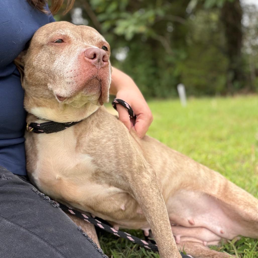 Lyla, a Adoptable Pit Bull Terrier in Newark, NJ image 4/6