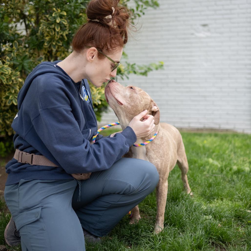 Lyla, a Adoptable Pit Bull Terrier in Newark, NJ image 3/6