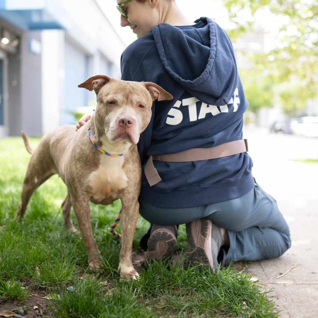 Lyla, a Adoptable Pit Bull Terrier in Newark, NJ image 4/6