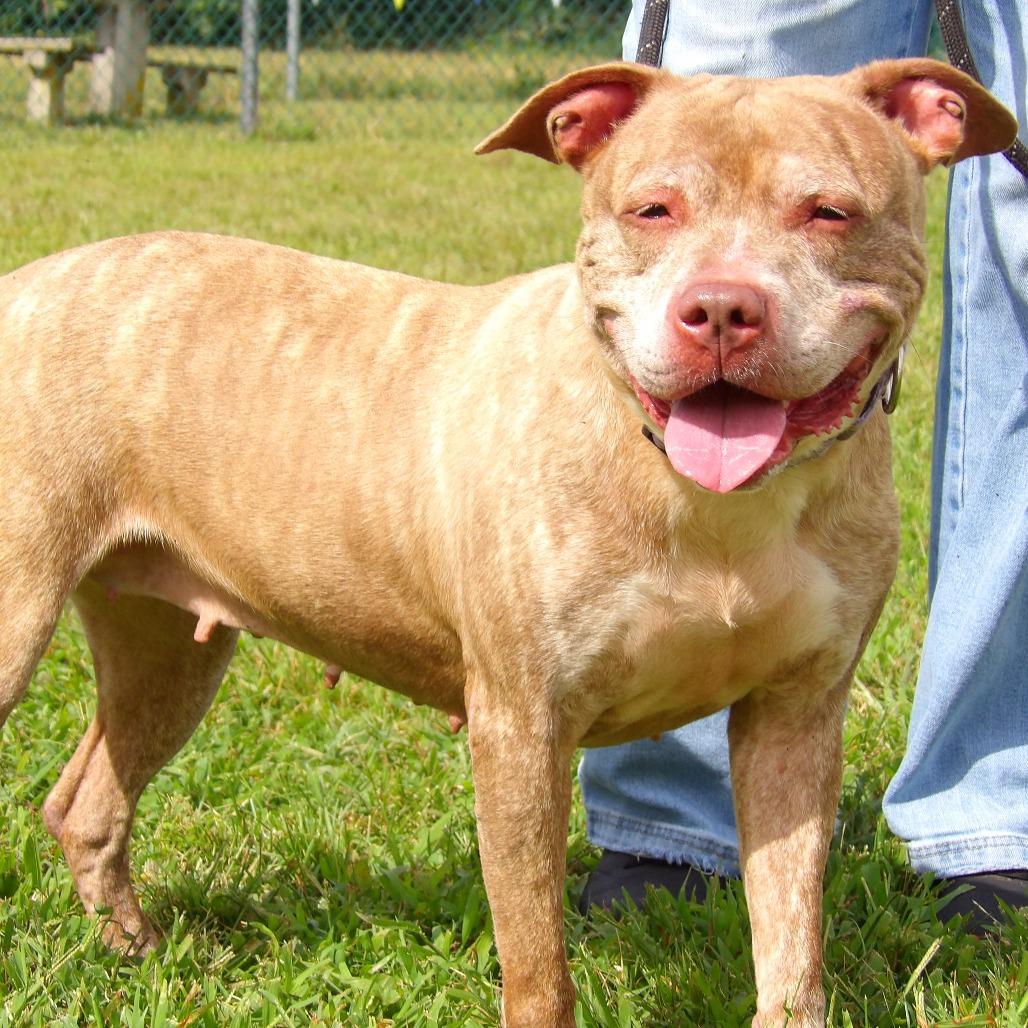 Enlarge Lyla (In Foster), a Adoptable Pit Bull Terrier in Newark, NJ image 5/6