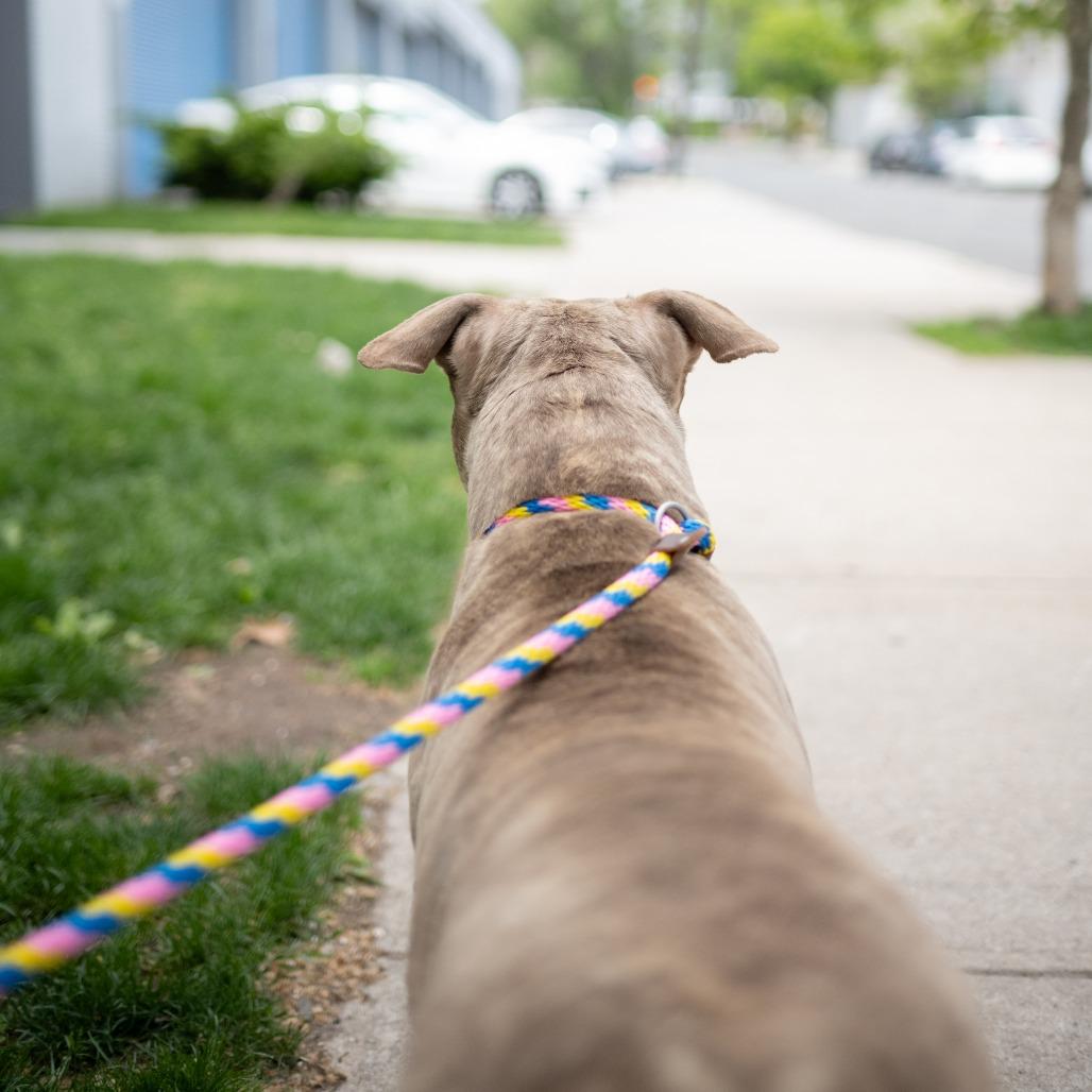 Lyla, a Adoptable Pit Bull Terrier in Newark, NJ image 5/6