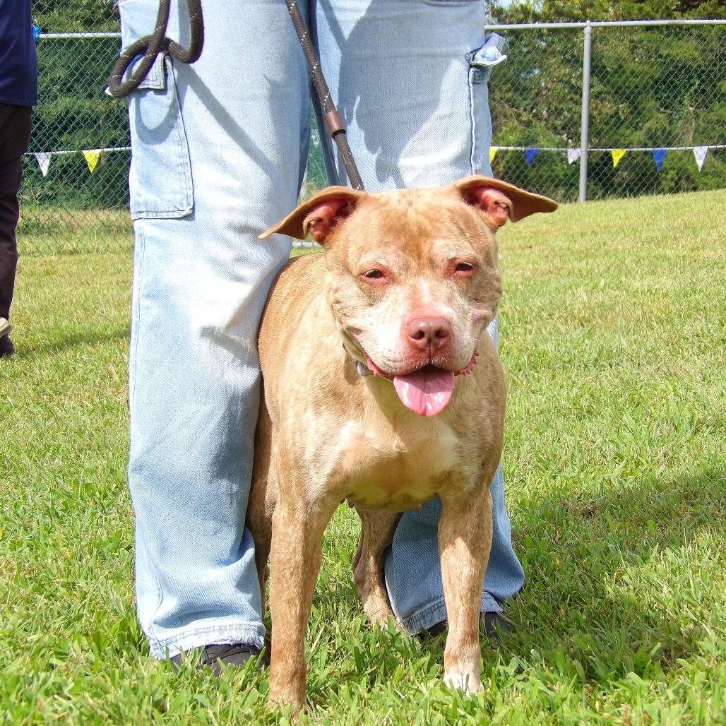 Enlarge Lyla (In Foster), a Adoptable Pit Bull Terrier in Newark, NJ image 6/6