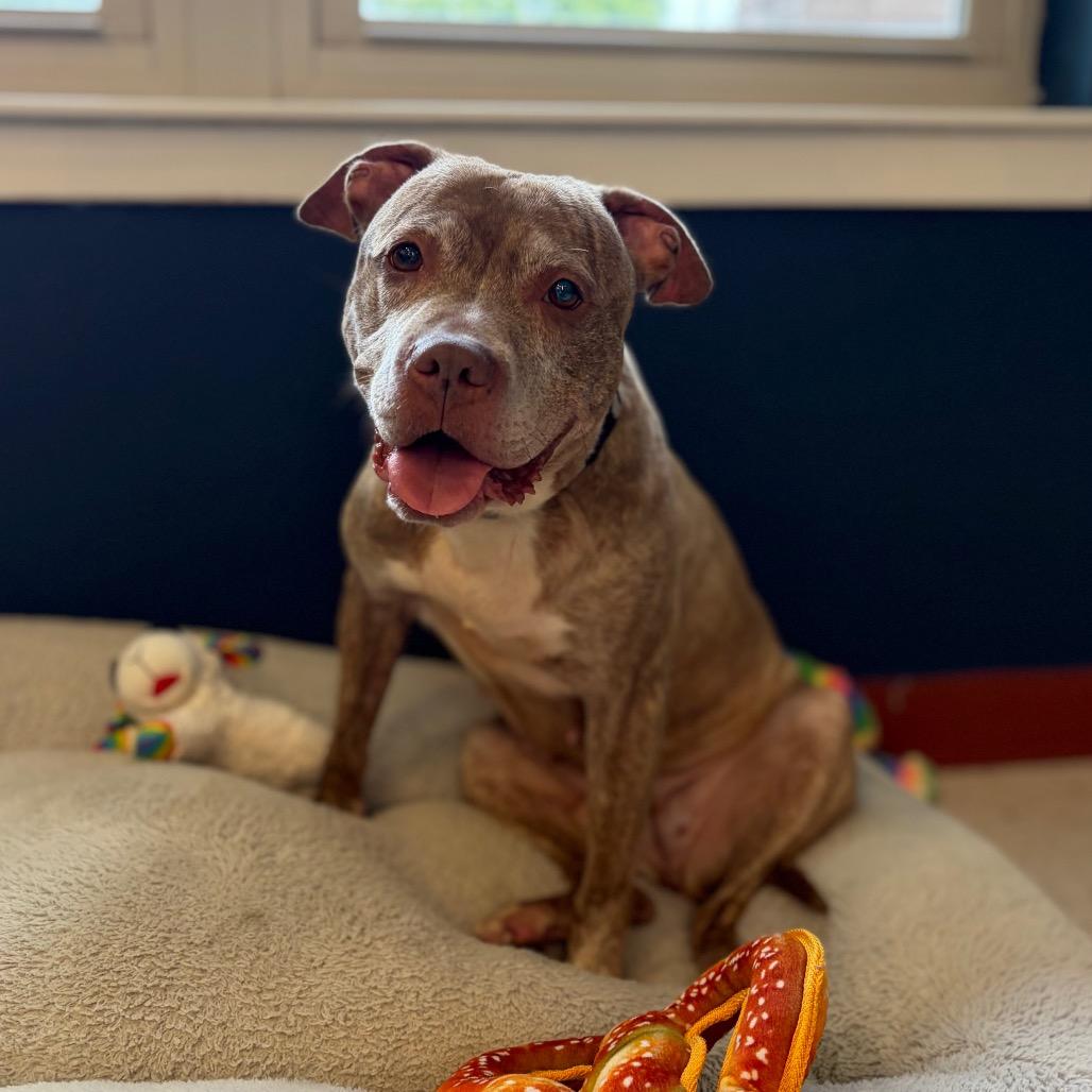 Lyla, a Adoptable Pit Bull Terrier in Newark, NJ image 5/6