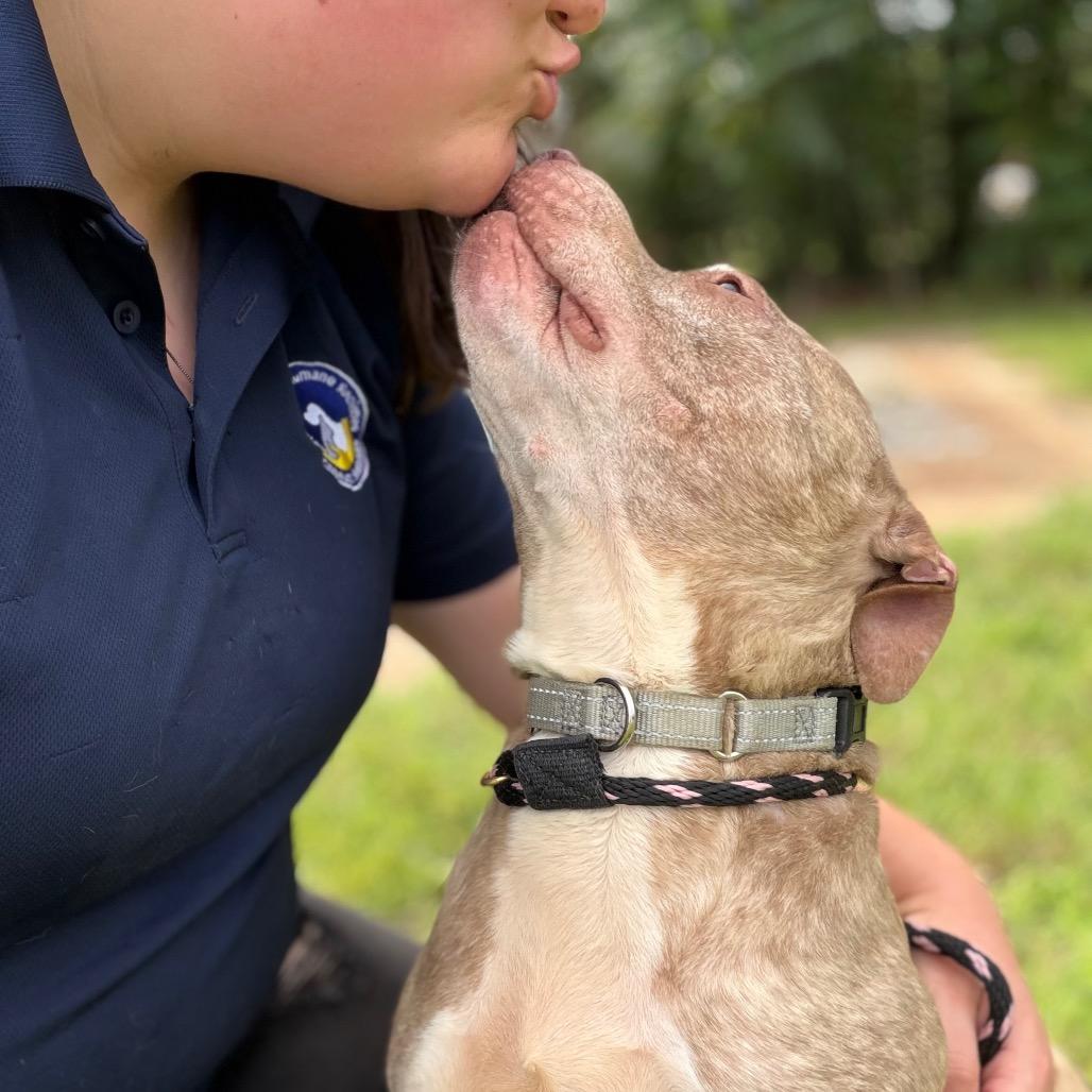 Lyla, a Adoptable Pit Bull Terrier in Newark, NJ image 6/6
