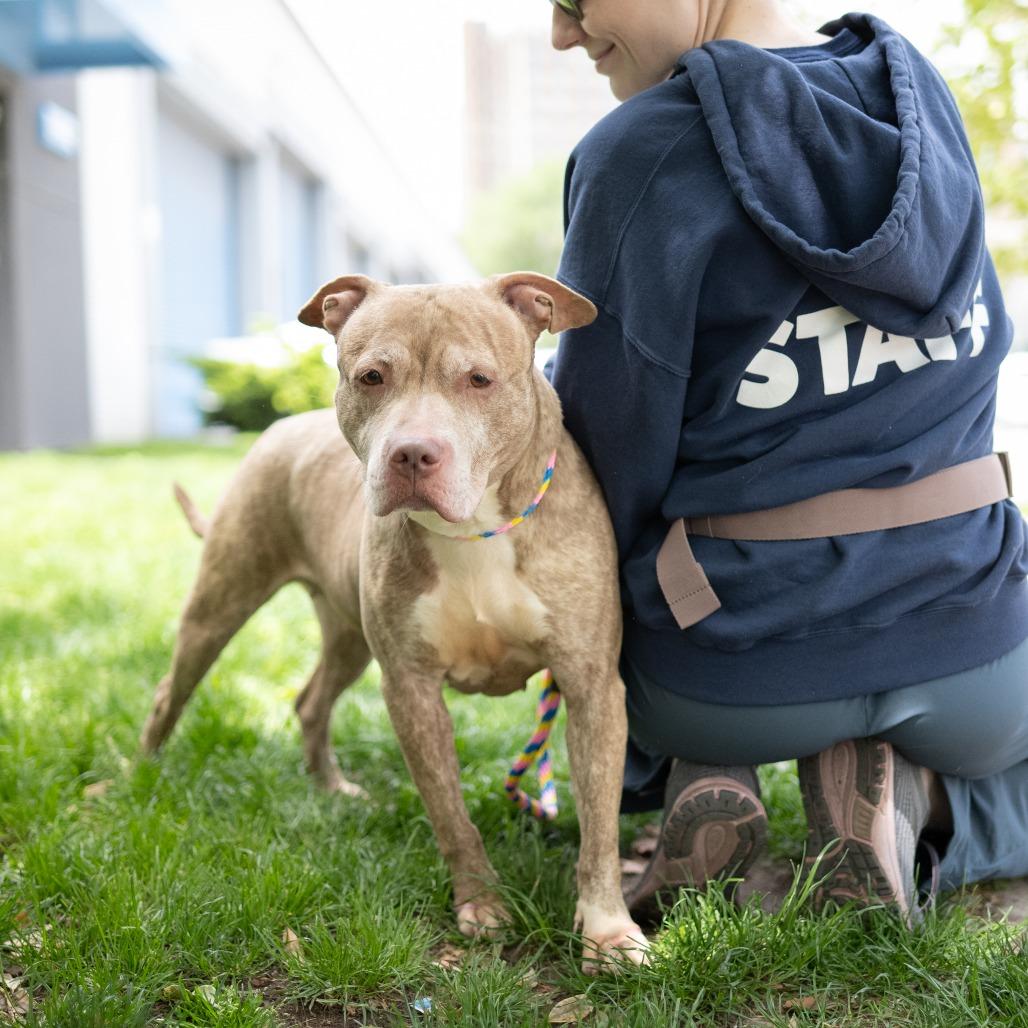 Lyla, a Adoptable Pit Bull Terrier in Newark, NJ image 6/6