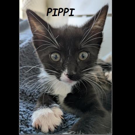 Pippi, Adoptable, Kitten Female Domestic Short Hair.