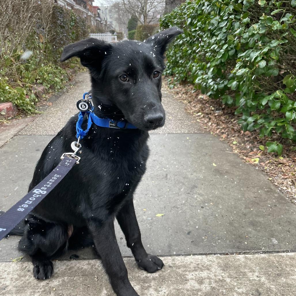 Leia, Adoptable, Young Female Labrador Retriever.