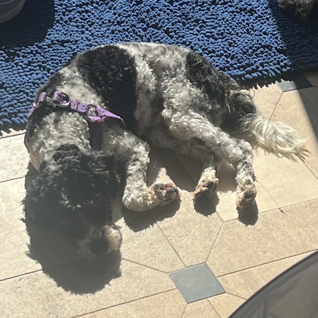 Moe, Adoptable, Young Male Poodle & Cocker Spaniel.