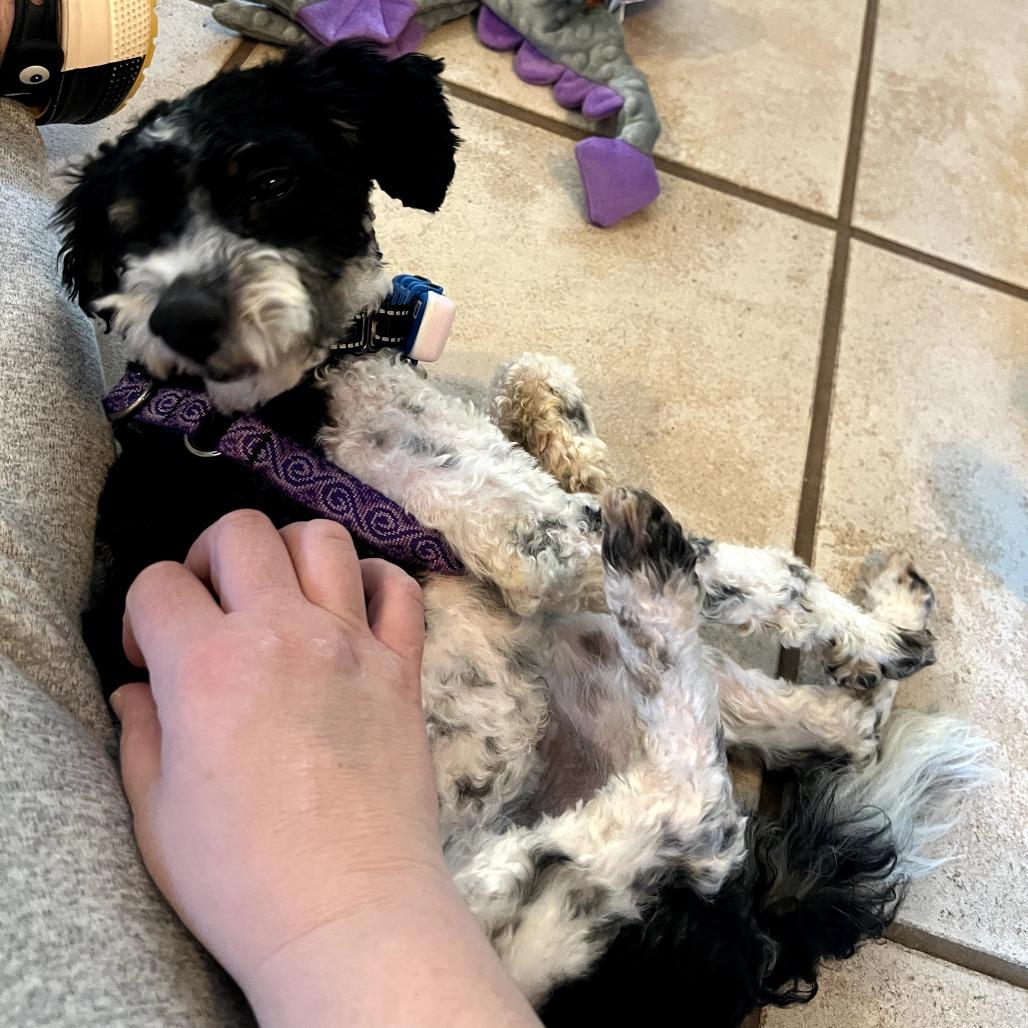 Enlarge Moe, a Adoptable mixed breed in Sinking Spring, PA image 2/6