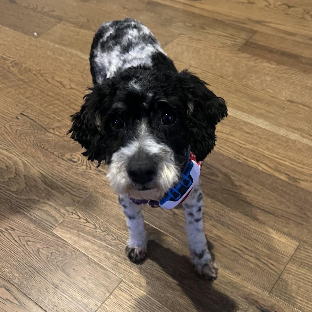 Enlarge Moe, a Adoptable mixed breed in Sinking Spring, PA image 3/6