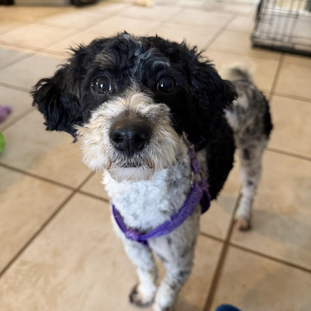 Enlarge Moe, a Adoptable mixed breed in Sinking Spring, PA image 4/6