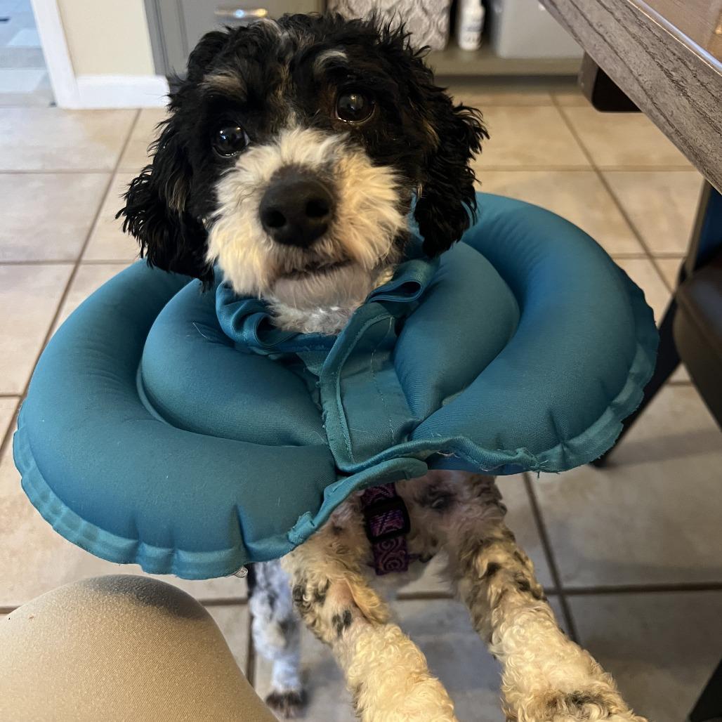 Enlarge Moe, a Adoptable mixed breed in Sinking Spring, PA image 5/6