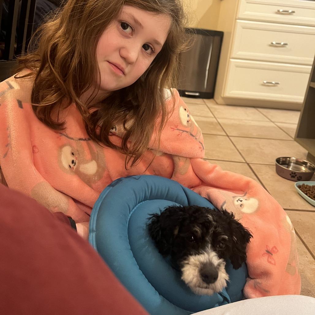 Enlarge Moe, a Adoptable mixed breed in Sinking Spring, PA image 6/6