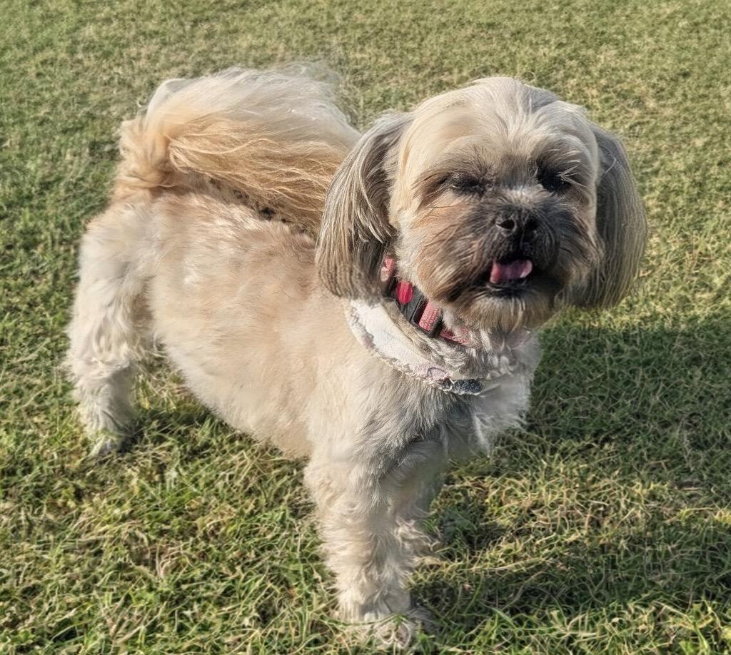 Glinda-12lb Sweet Girl!, Adopted, Adult Female Havanese & Shih Tzu.