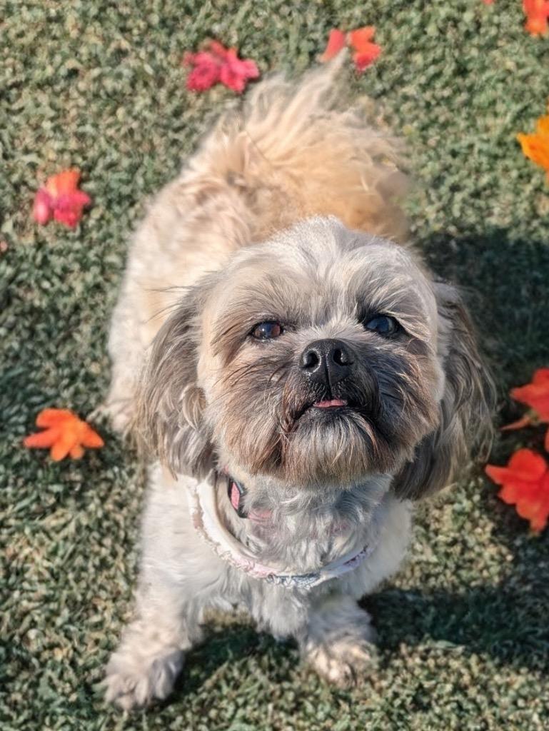 Glinda-12lb Sweet Girl!, a Adopted mixed breed in Fort Myers, FL image 2/3